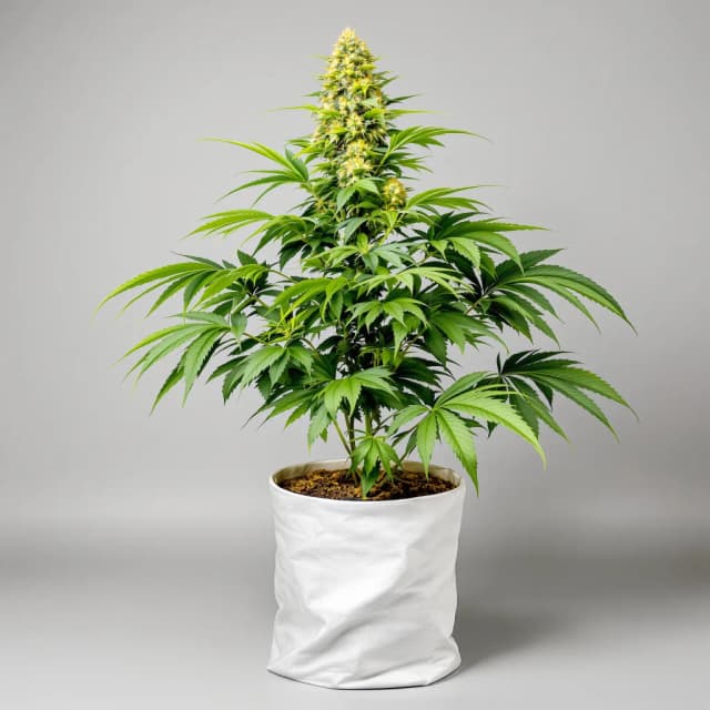 Emballage de graines de cannabis Purple Arrow — Royal King Seeds France