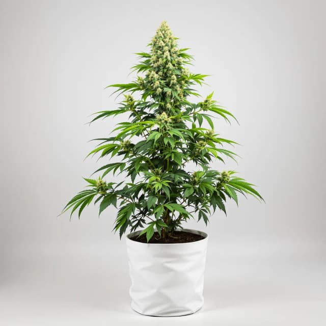 Emballage de graines de cannabis Purple Dream — Royal King Seeds France