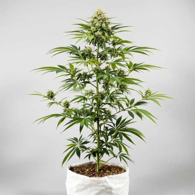 Emballage de graines de cannabis Purple Gorilla — Royal King Seeds France