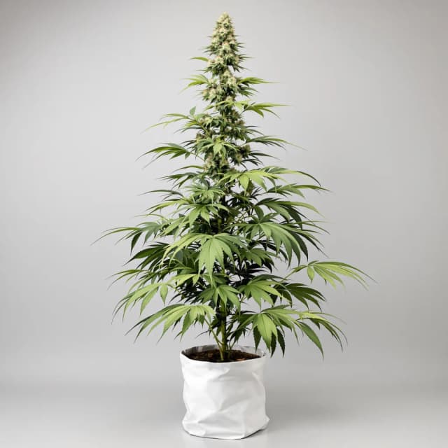 Emballage de graines de cannabis Purple Haze — Royal King Seeds France