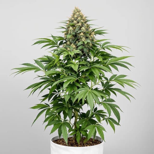 Emballage de graines de cannabis Purple Monkey Balls — Royal King Seeds France