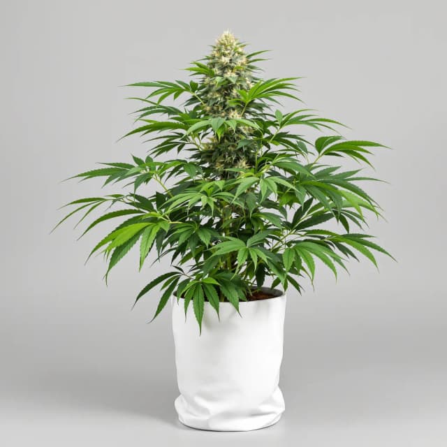 Emballage de graines de cannabis Purple Monkey Balls — Royal King Seeds France