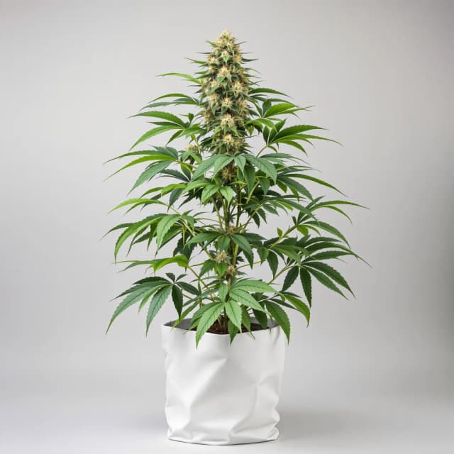 Emballage de graines de cannabis Purple Mr. Nice — Royal King Seeds France