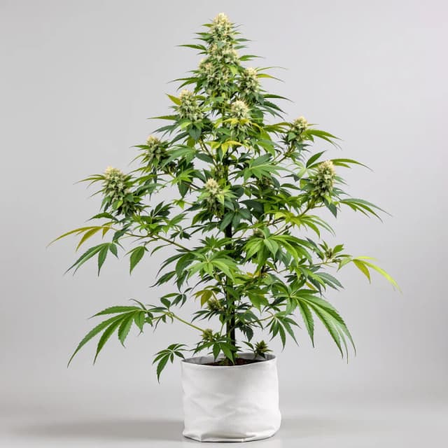 Emballage de graines de cannabis Purple Nepal Candy — Royal King Seeds France