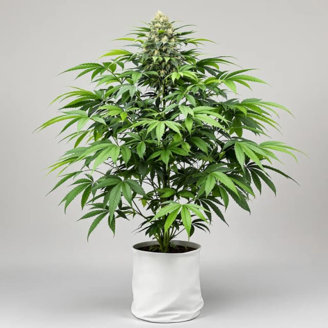Emballage de graines de cannabis Purple Passion — Royal King Seeds France