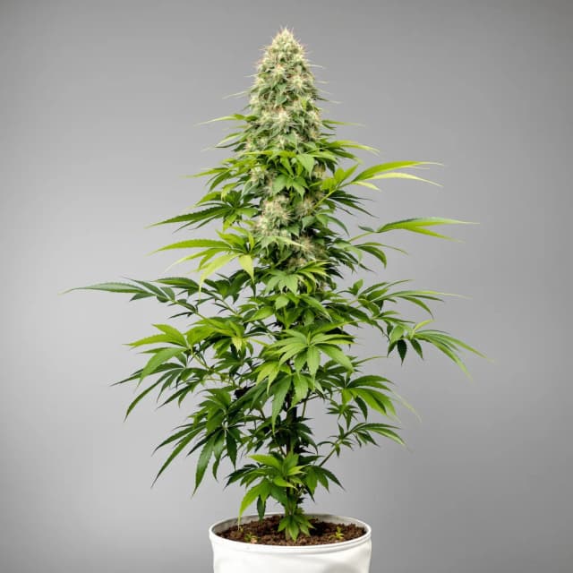 Emballage de graines de cannabis Purple Sour Diesel — Royal King Seeds France