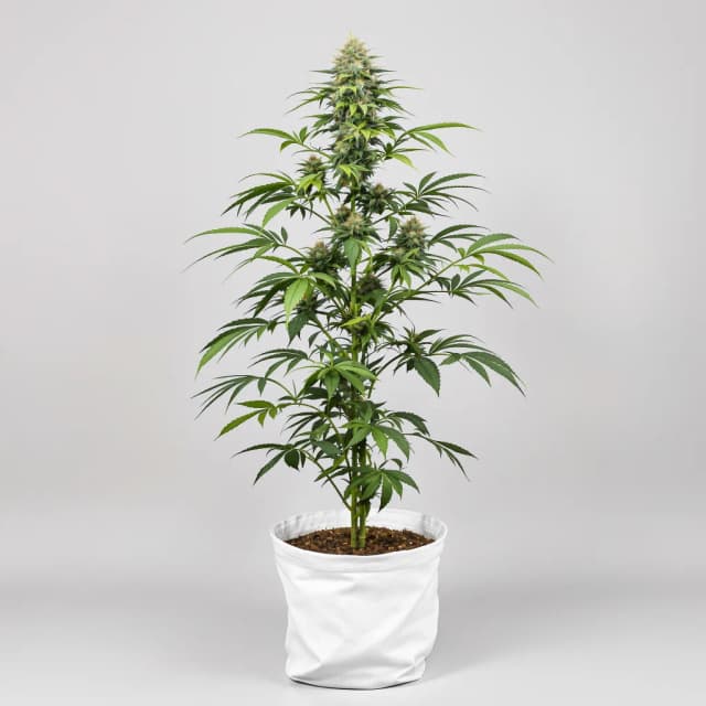 Emballage de graines de cannabis Qrazy Train — Royal King Seeds France