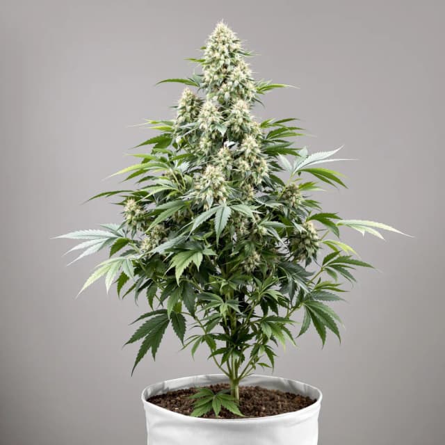 Emballage de graines de cannabis Rainbow Jones — Royal King Seeds France