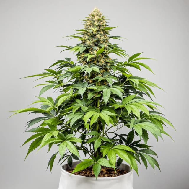 Emballage de graines de cannabis Reclining Buddha — Royal King Seeds France