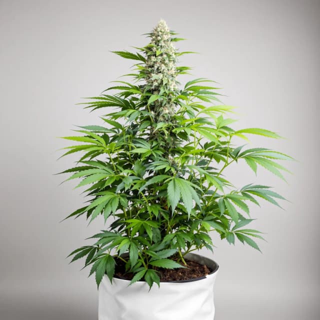 Emballage de graines de cannabis Remedy — Royal King Seeds France