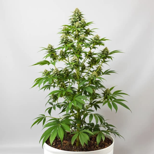 Emballage de graines de cannabis Ripped Bubba — Royal King Seeds France