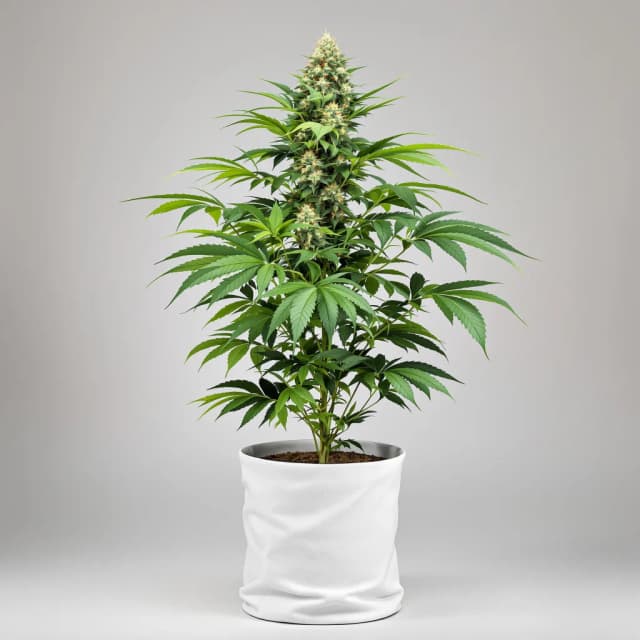 Emballage de graines de cannabis Rollex OG Kush — Royal King Seeds France