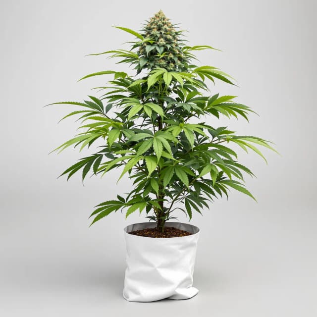 Emballage de graines de cannabis Romulan — Royal King Seeds France