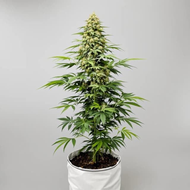 Emballage de graines de cannabis Russian Assassin — Royal King Seeds France