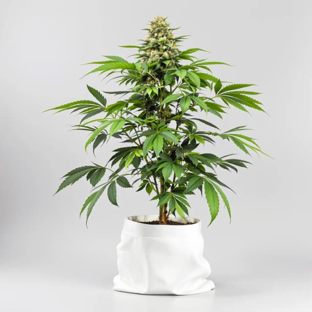 Emballage de graines de cannabis Sensi Star — Royal King Seeds France