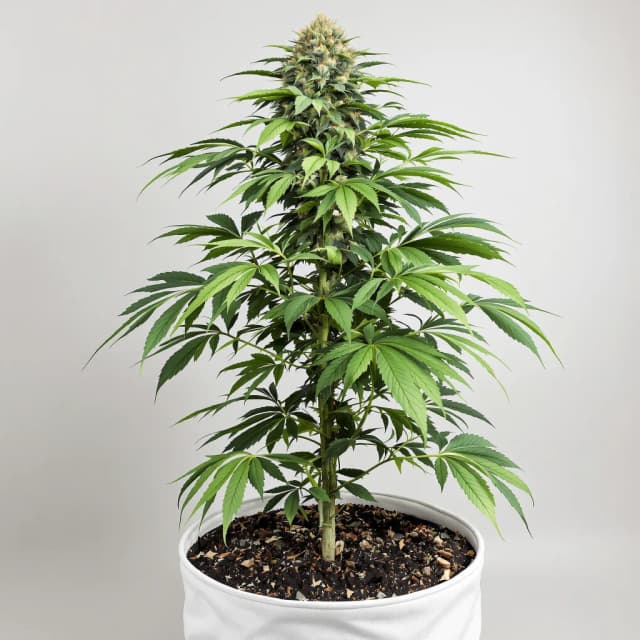Emballage de graines de cannabis Shiva Skunk — Royal King Seeds France