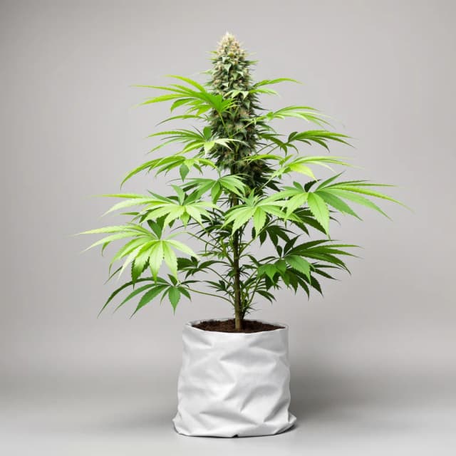 Emballage de graines de cannabis Shoreline — Royal King Seeds France