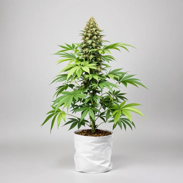 Emballage de graines de cannabis Skunk Kush — Royal King Seeds France