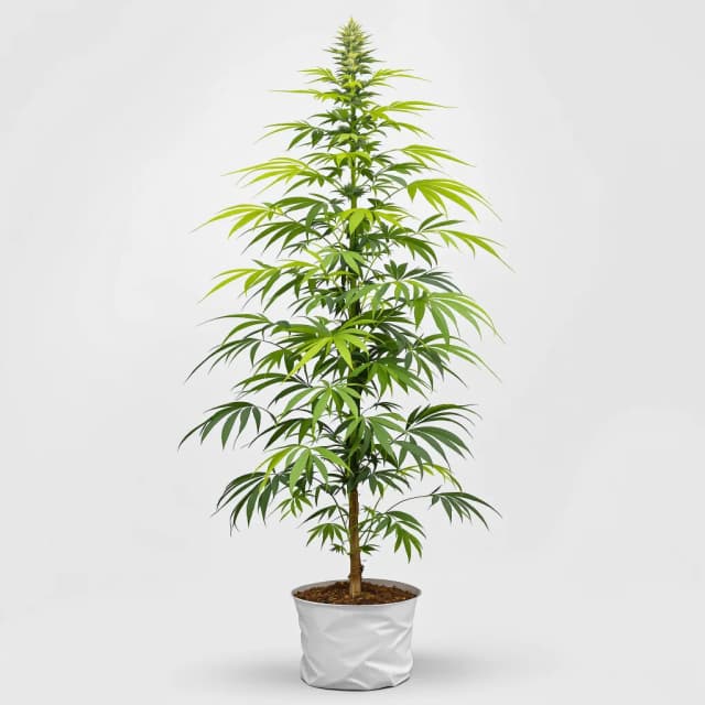 Emballage de graines de cannabis Skunky Jack — Royal King Seeds France