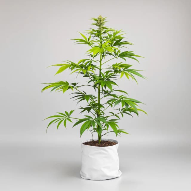 Emballage de graines de cannabis Skywalker OG — Royal King Seeds France