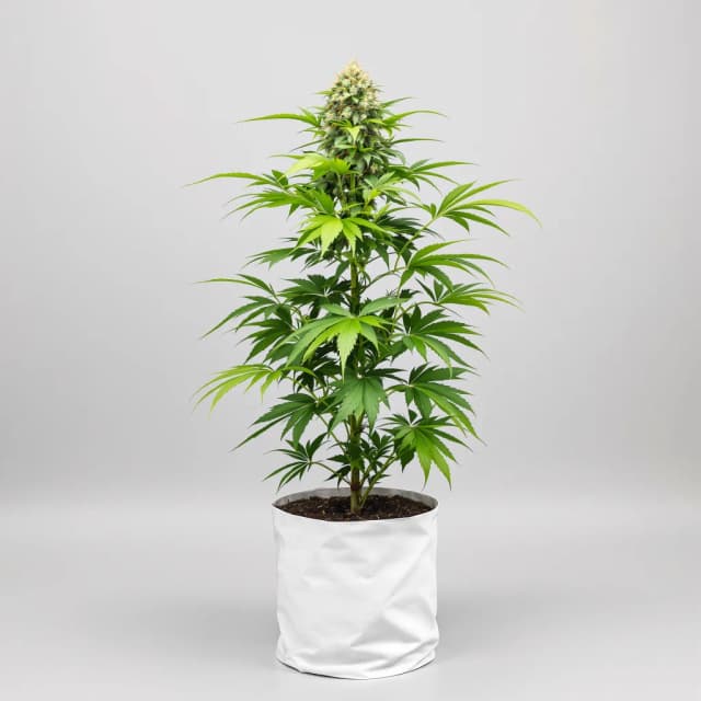 Emballage de graines de cannabis Somango — Royal King Seeds France