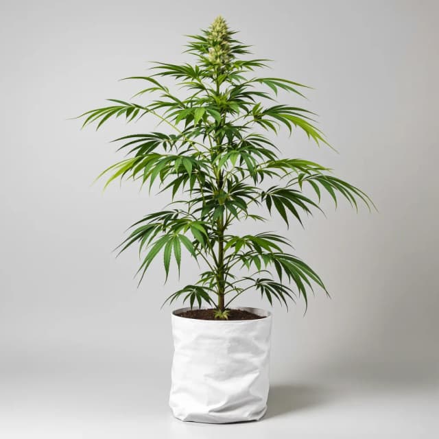 Emballage de graines de cannabis Sour Amnesia — Royal King Seeds France