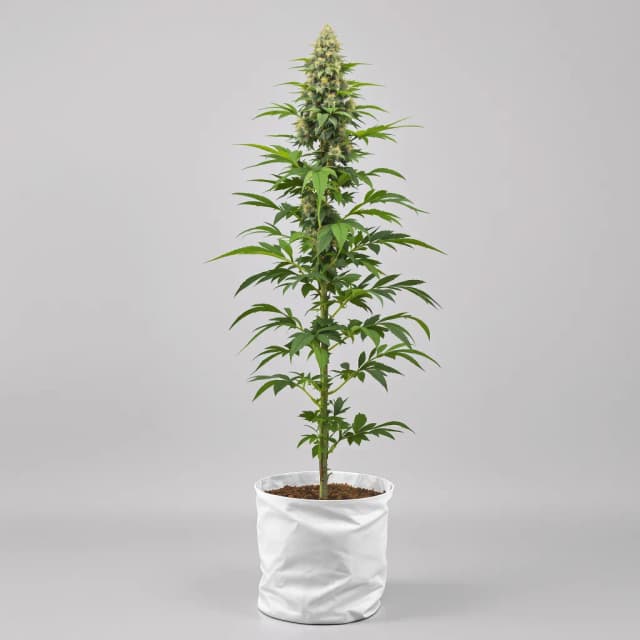 Emballage de graines de cannabis Sour Bubba — Royal King Seeds France