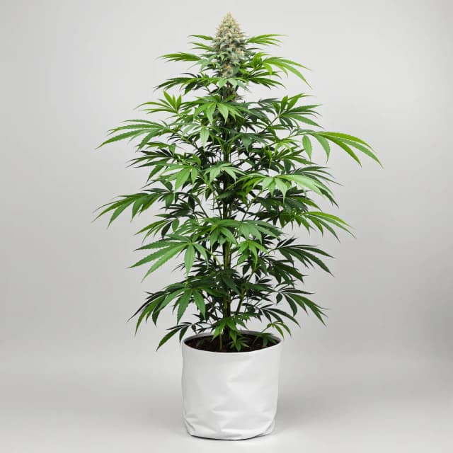 Emballage de graines de cannabis Sour Dream — Royal King Seeds France