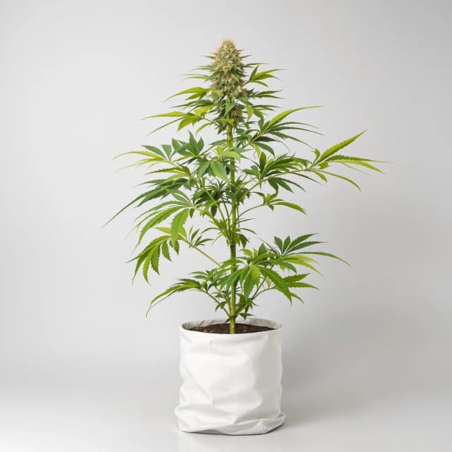 Emballage de graines de cannabis Sour Girl — Royal King Seeds France