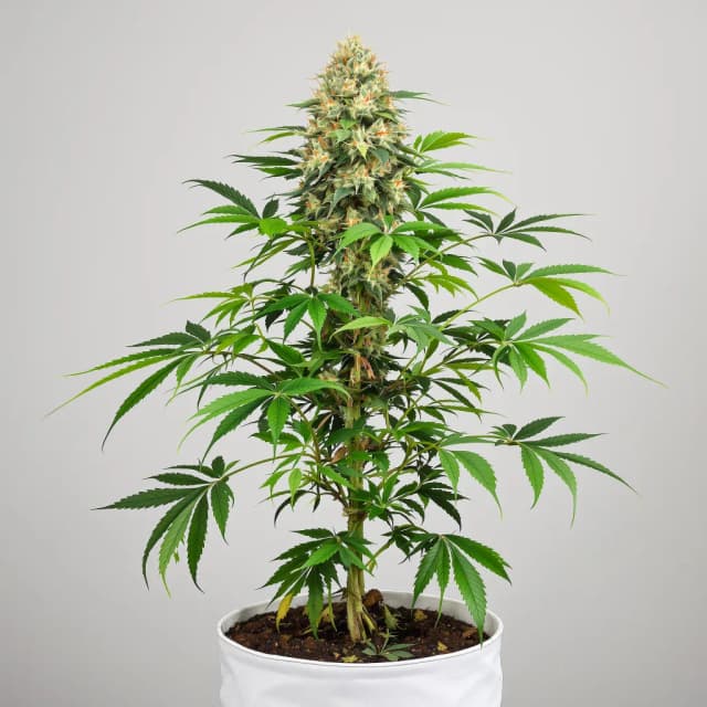 Emballage de graines de cannabis Sour Tsunami CBD — Royal King Seeds France