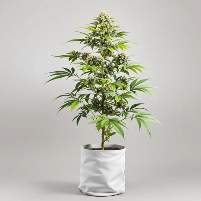 Emballage de graines de cannabis Special Queen — Royal King Seeds France