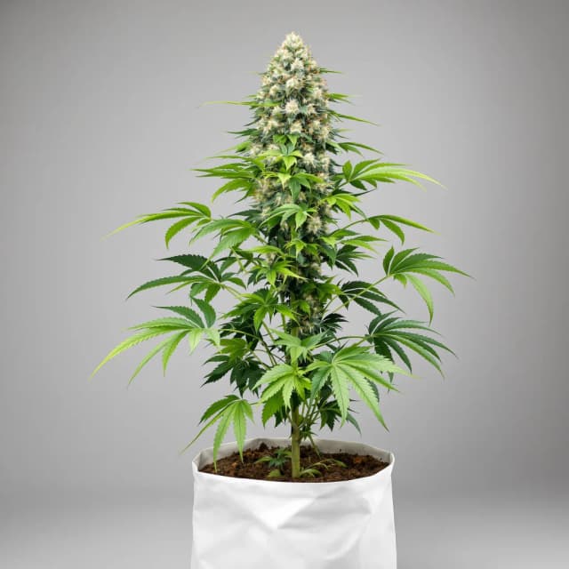 Emballage de graines de cannabis StarBud — Royal King Seeds France