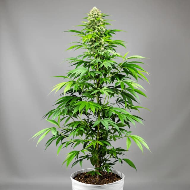 Emballage de graines de cannabis Stardawg — Royal King Seeds France