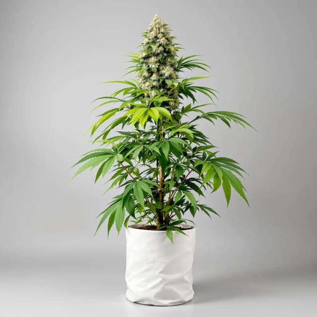 Emballage de graines de cannabis Stephen Hawking Kush CBD — Royal King Seeds France