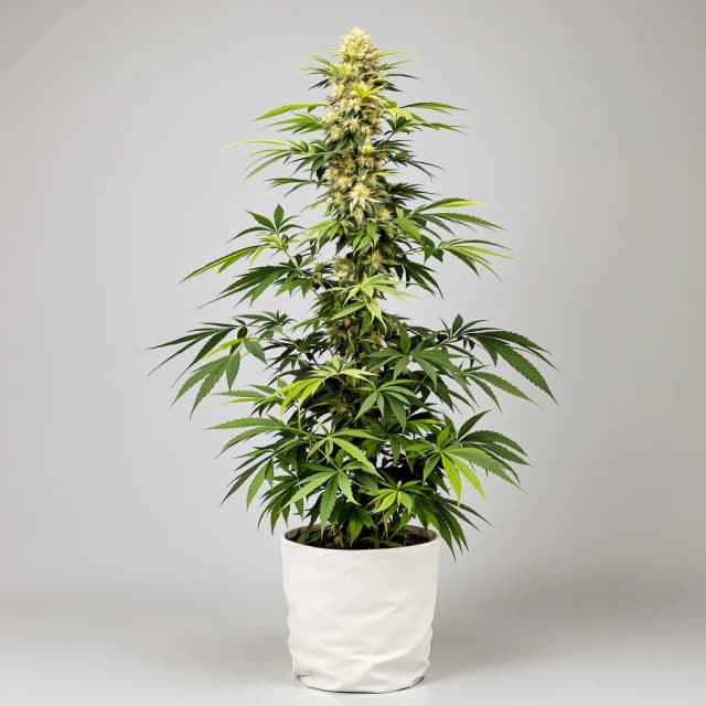 Emballage de graines de cannabis Steve's Dream Queen — Royal King Seeds France