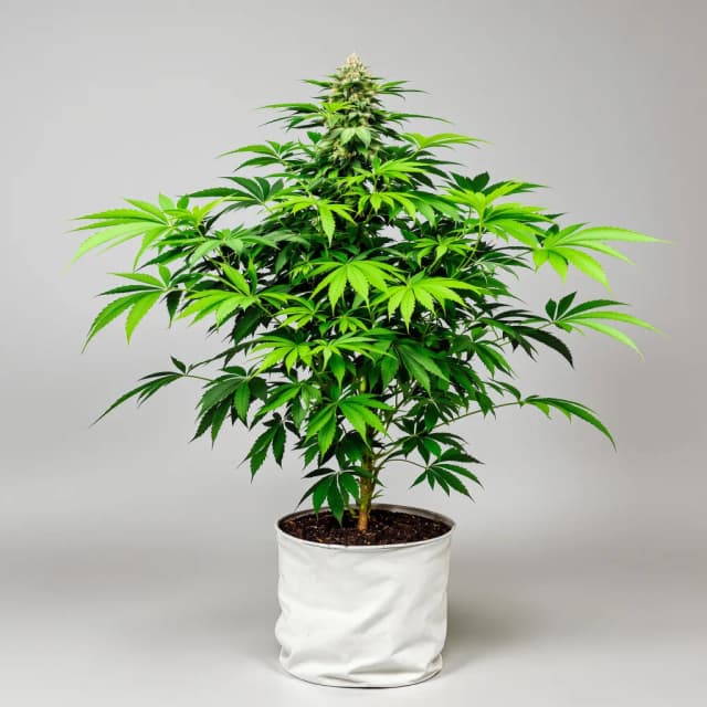 Emballage de graines de cannabis Strawberry Cheesecake — Royal King Seeds France