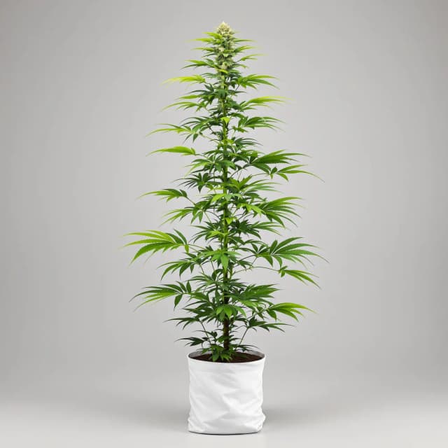 Emballage de graines de cannabis Strawberry Cough — Royal King Seeds France