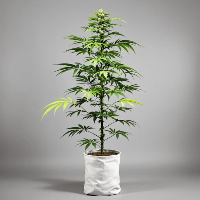 Emballage de graines de cannabis Strawberry — Royal King Seeds France