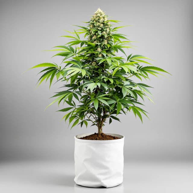 Emballage de graines de cannabis Strawberry Gorilla — Royal King Seeds France