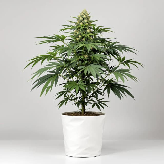Emballage de graines de cannabis Sugar Shack — Royal King Seeds France