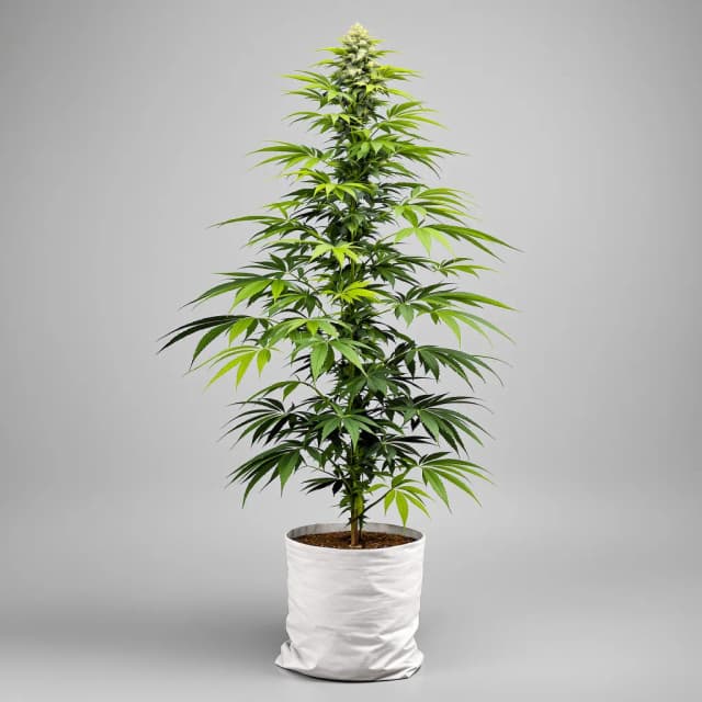 Emballage de graines de cannabis Super Green Crack — Royal King Seeds France