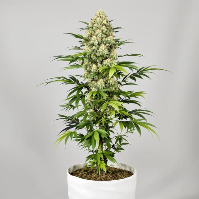 Emballage de graines de cannabis Super Jack — Royal King Seeds France