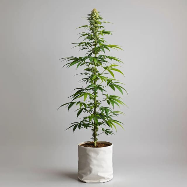 Emballage de graines de cannabis Super Lemon Haze — Royal King Seeds France