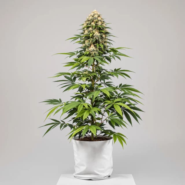 Emballage de graines de cannabis Super Skunk — Royal King Seeds France