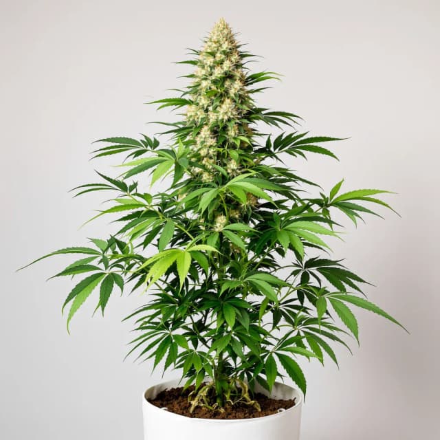 Emballage de graines de cannabis Suzy Q CBD — Royal King Seeds France