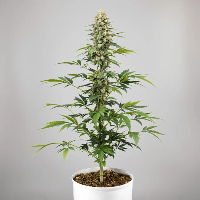 Emballage de graines de cannabis Sweet Nina — Royal King Seeds France