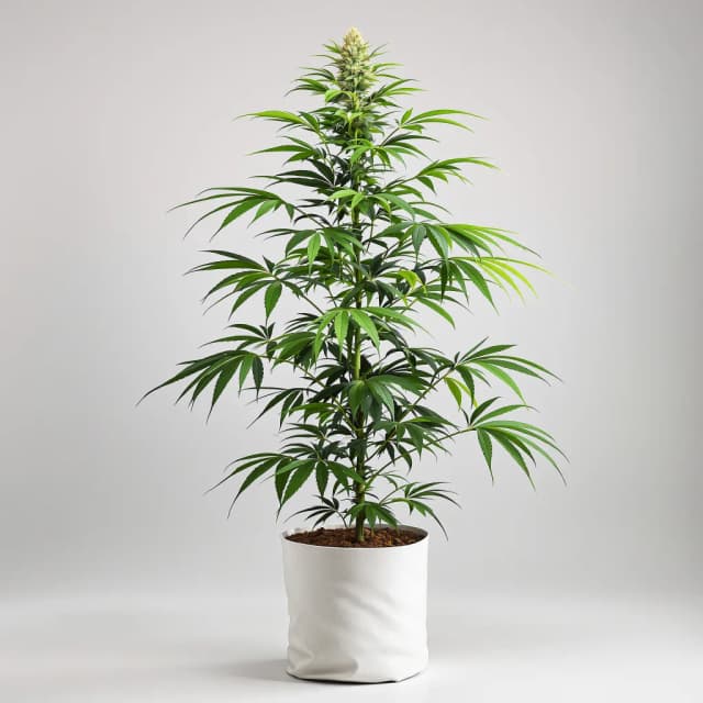 Emballage de graines de cannabis Tangilope — Royal King Seeds France