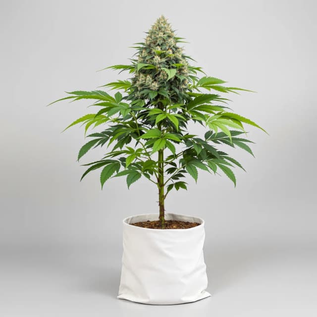 Emballage de graines de cannabis The OX — Royal King Seeds France