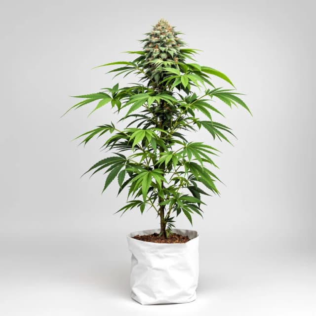 Emballage de graines de cannabis The Sister — Royal King Seeds France