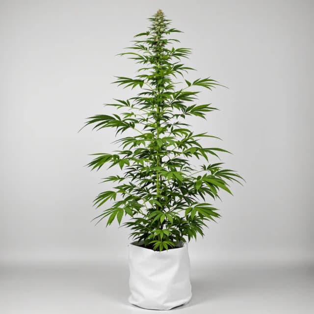 Emballage de graines de cannabis Trinity — Royal King Seeds France